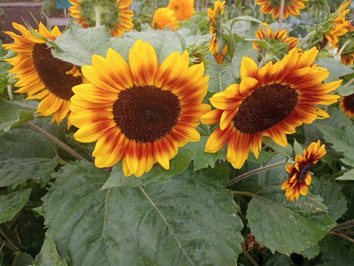 Edible Academy, NYBG class experience